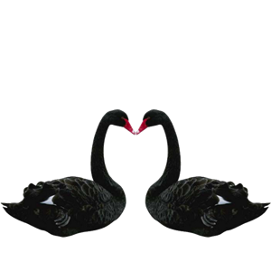 Black swan PNG-20209